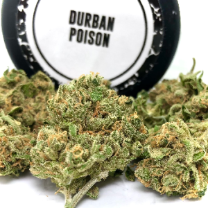Durban Poison Weed Strain