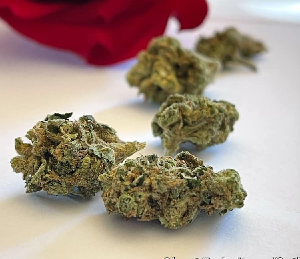 Ghost Train Haze Weed Strain