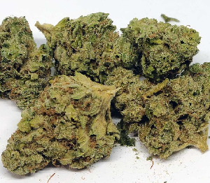 Northern Lights Weed Strain