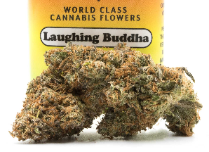 Laughing Buddha Weed Strain