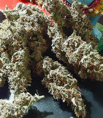 Tropicanna Poison Weed Strain