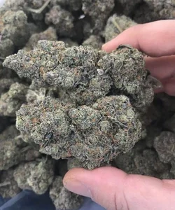 Black Domina Weed Strain