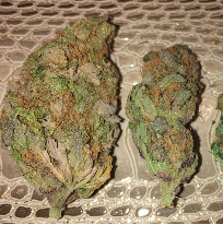 Blue Alien Weed Strain