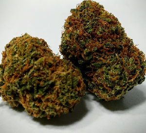 Critical Hog Cannabis Strain