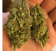 Crown OG Cannabis Strain