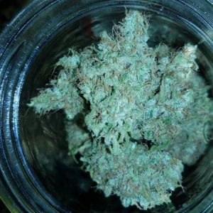 Double Glock Weed Strain