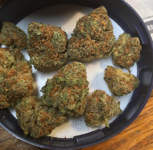 El Dorado Weed Strain