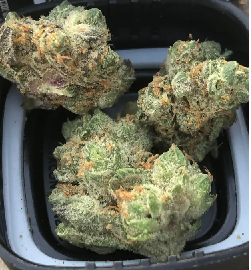 Garlic Cookies Weed Strain