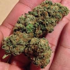 Presidential Bubba Marijuana Strain