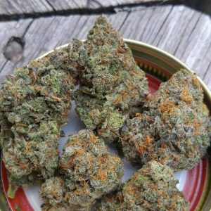 Tutankhamon Marijuana Strain