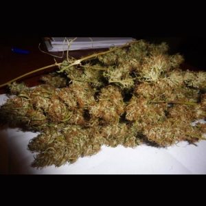 Zamal Marijuana Strain