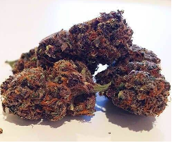 Purple Lights Weed Strain
