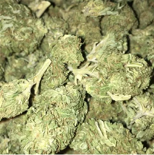 Berry White Cannabis Strain