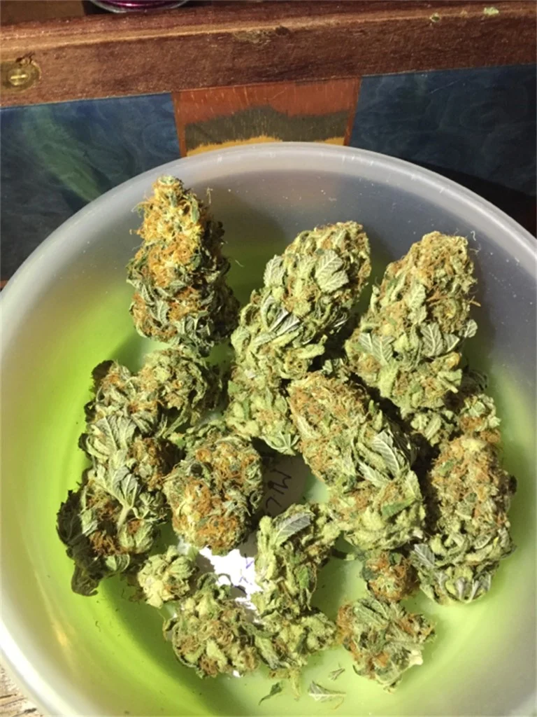 7-Way Marijuana Strain