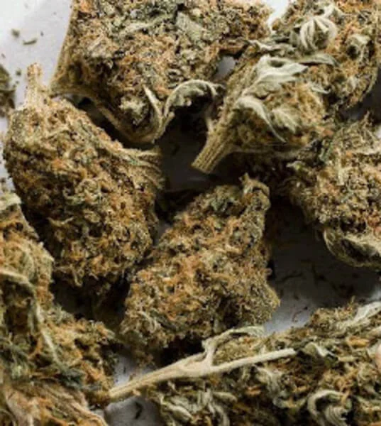 Aceh Marijuana Strain