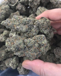 Black Domina Weed Strain