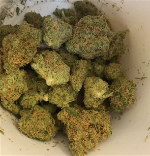 Jillybean Marijuana Strain