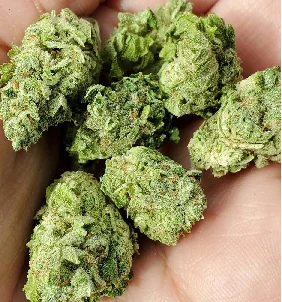 Bella Ortega Weed Strain