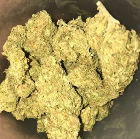 Sensi Star Weed Strain