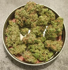 Mango Haze Weed Strain